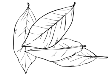 leaves